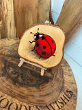Lady bug laser engraved onto a unique slice  of silver birch beautifully hand painted with stand